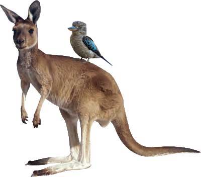 Kangaroo and Kookaburra