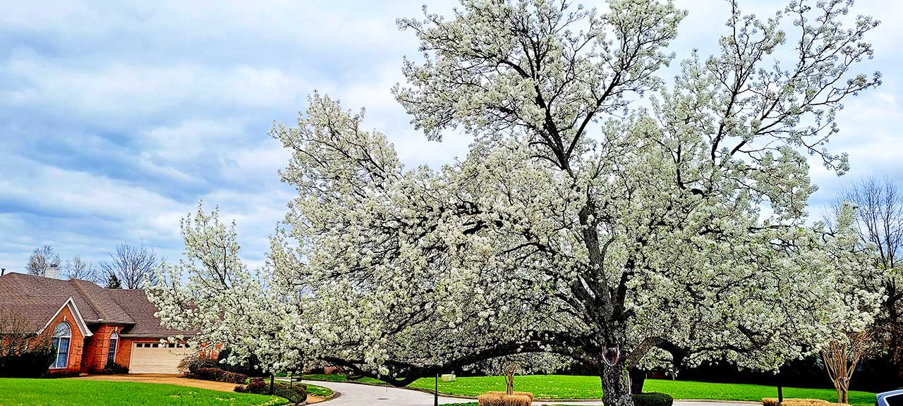 Spring trees and garden homes