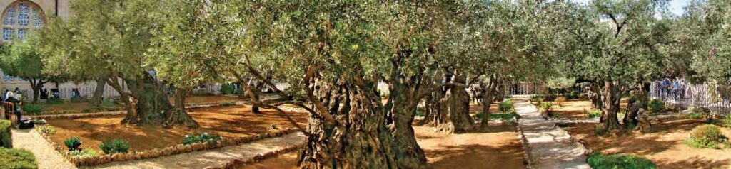The garden of gethsemane