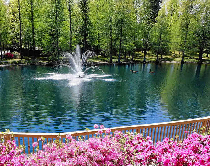 Lake with a fountain in the center with pink flowers in the foreground and trees behind the lake