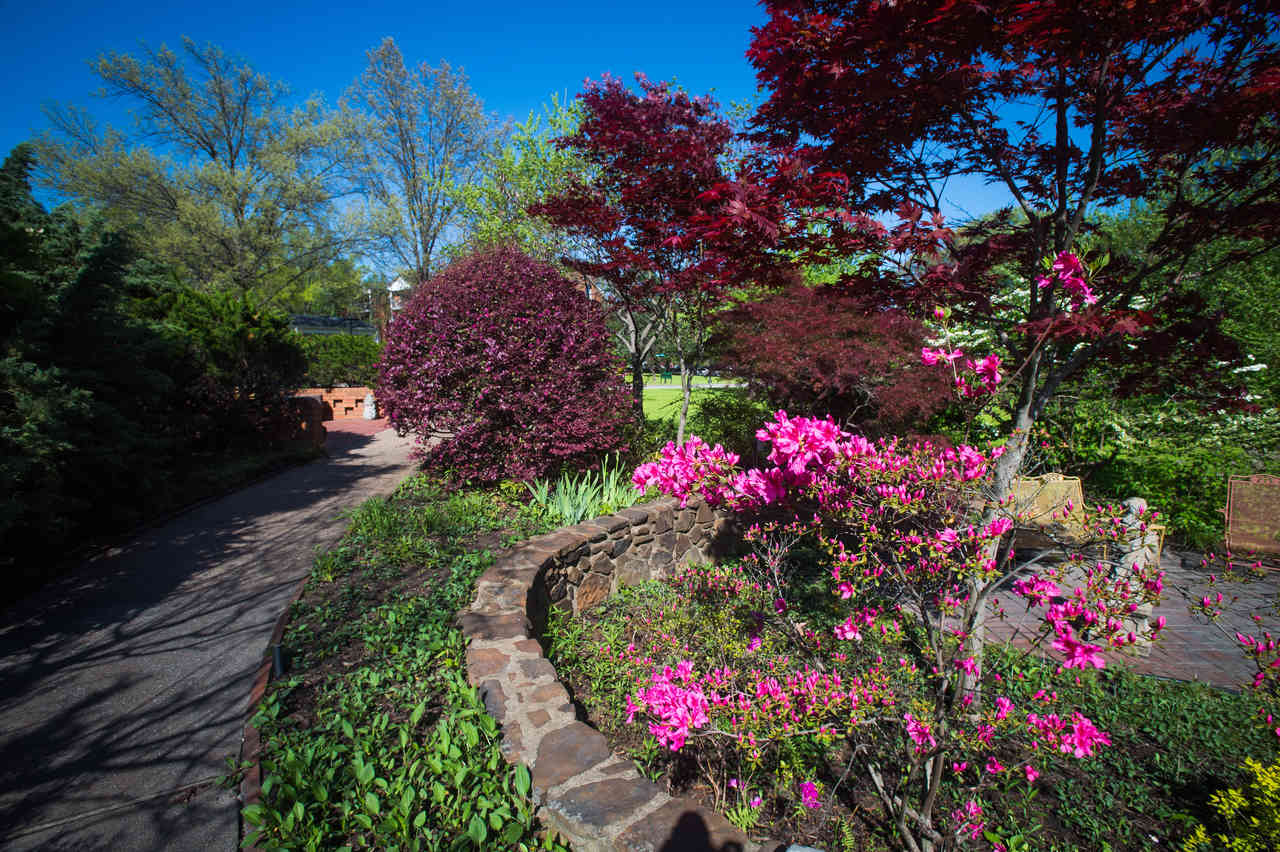 small garden with pink flowers and purple leaves