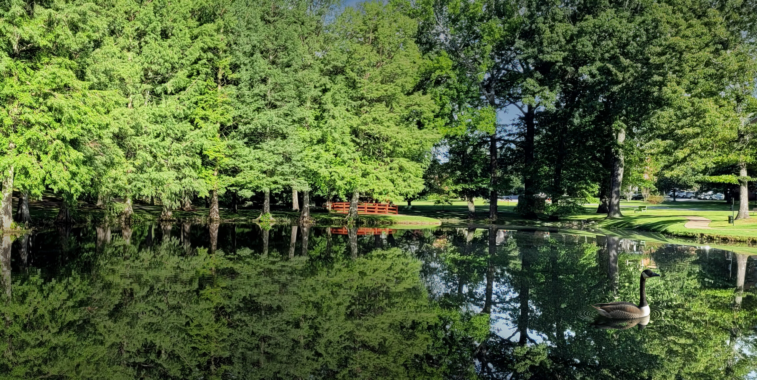 trees behind lake