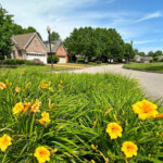 flower bed