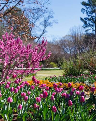 flower garden