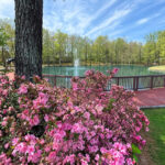 lake and tree with flowers