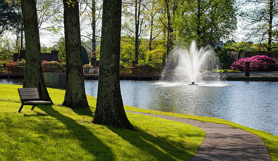 lake and trees